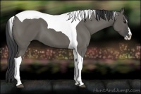 Horse Color:Grullo Splash Tobiano
