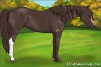 Horse Color:Liver Chestnut 