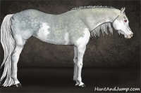 Horse Color:Silver Grullo Chinchilla Ice Splash 