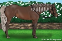 Horse Color:Silver Bay 