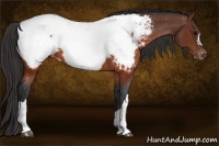 Horse Color:Brown Appaloosa