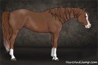 Horse Color:Chestnut Splash 