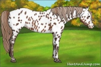 Horse Color:Liver Chestnut Appaloosa