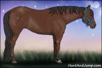 Horse Color:Bay Rabicano 