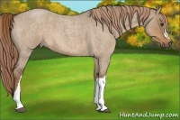 Horse Color:Liver Red Dun Roan 