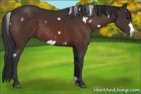 Horse Color:White Spotted Bay Frame 