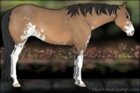 Horse Color:Bay Dun Sabino 