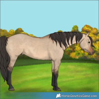 Horse Color:Bay Dun