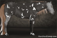 Horse Color:White Spotted Liver Chestnut 
