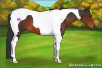 Horse Color:Brown Tobiano