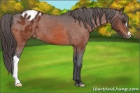 Horse Color:Bay Appaloosa