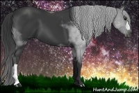 Horse Color:Smoky Black
