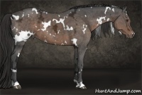 Horse Color:White Spotted Liver Chestnut Ice 