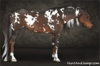 Horse Color:White Spotted Liver Chestnut