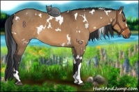 Horse Color:White Spotted Bay Dun