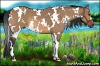 Horse Color:White Spotted Bay Dun