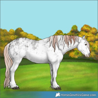 Horse Color:White Spotted Liver Chestnut Mushroom Sabino Rabicano and White Spotted Liver Chestnut Sabino Rabicano
