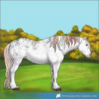 Horse Color:White Spotted Liver Chestnut Mushroom Sabino Rabicano  and White Spotted Liver Chestnut Sabino Rabicano 