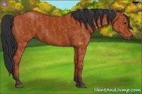 Horse Color:Bay Sabino Rabicano Brindle
