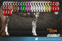 Horse Color:White Spotted Liver Chestnut Rabicano  and White Spotted Liver Chestnut Rabicano 