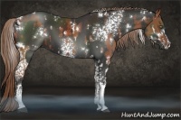 Horse Color:White Spotted Liver Chestnut Rabicano  and White Spotted Liver Chestnut Rabicano 