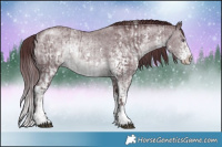 Horse Color:Chocolate Brown Chinchilla Sabino Rabicano  and Chocolate Brown Chinchilla Sabino Rabicano 
