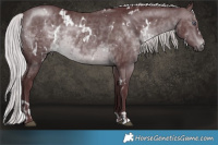 Horse Color:White Spotted Chocolate Silver Brown Chinchilla and White Spotted Chocolate Silver Brown Chinchilla