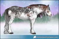 Horse Color:White Spotted Chocolate Bay Sabino Splash Rabicano and White Spotted Brown Sabino Splash Rabicano