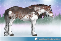 Horse Color:White Spotted Chocolate Bay Sabino Splash Rabicano  and White Spotted Brown Sabino Splash Rabicano 