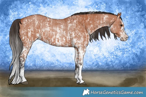 Horse Color:Bay Sabino Rabicano  and Bay Sabino Rabicano 