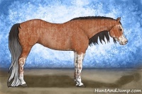 Horse Color:Bay Sabino Rabicano and Bay Sabino Rabicano