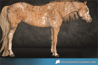 Horse Color:White Spotted Chocolate Palomino Rabicano  Brindle