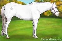 Horse Color:Bay Appaloosa Rabicano 