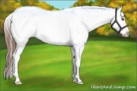 Horse Color:Red Dun Splash Snowcap 