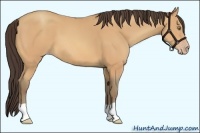 Horse Color:Amber Champagne 