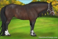 Horse Color:Bay Sabino Rabicano and Bay Sabino Rabicano