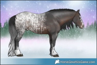 Horse Color:Brown Ice Sabino Rabicano and Brown Ice Sabino Rabicano
