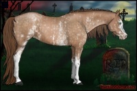 Horse Color:White Spotted Bay Pearl Sabino  and White Spotted Bay Pearl Sabino 