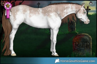 Horse Color:White Spotted Brown Pearl Sabino  and White Spotted Brown Pearl Sabino 