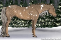 Horse Color:White Spotted Chocolate Palomino Rabicano 