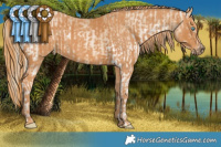 Horse Color:White Spotted Chocolate Palomino Pearl Dun Rabicano Brindle