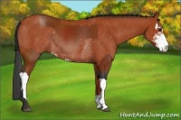 Horse Color:Bay Sabino Rabicano and Bay Sabino Rabicano