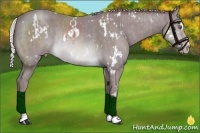 Horse Color:White Spotted Chocolate Silver Sable Champagne Chinchilla Sabino Rabicano  and White Spotted Chocolate Silver Sable Champagne Chinchilla Sabino Rabicano 