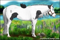 Horse Color:Black Splash Tobiano 