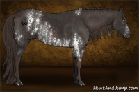 Horse Color:White Spotted Liver Chestnut Rabicano  Brindle
