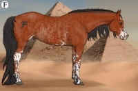 Horse Color:Bay Sabino Rabicano and Bay Sabino Rabicano