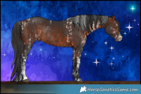 Horse Color:White Spotted Bay Splash Tobiano Rabicano  and Bay Sabino Rabicano 