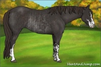 Horse Color:Liver Chestnut Sabino Rabicano  and Liver Chestnut Sabino Rabicano 