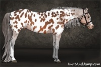 Horse Color:Bay Appaloosa