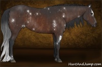 Horse Color:White Spotted Bay Sabino Rabicano  Brindle